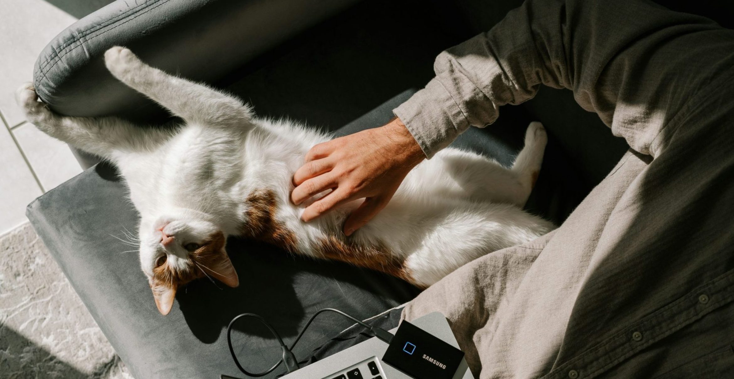 Katzen im Homeoffice: Tipps und Tricks für ein produktives Arbeiten mit dem Vierbeiner