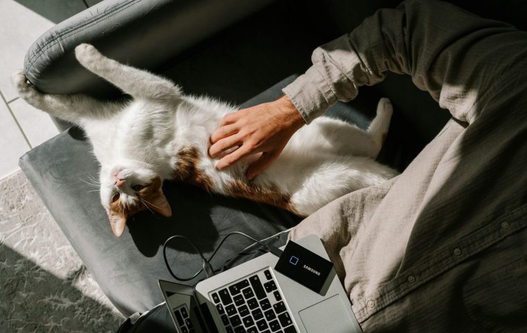 Katzen im Homeoffice: Tipps und Tricks für ein produktives Arbeiten mit dem Vierbeiner