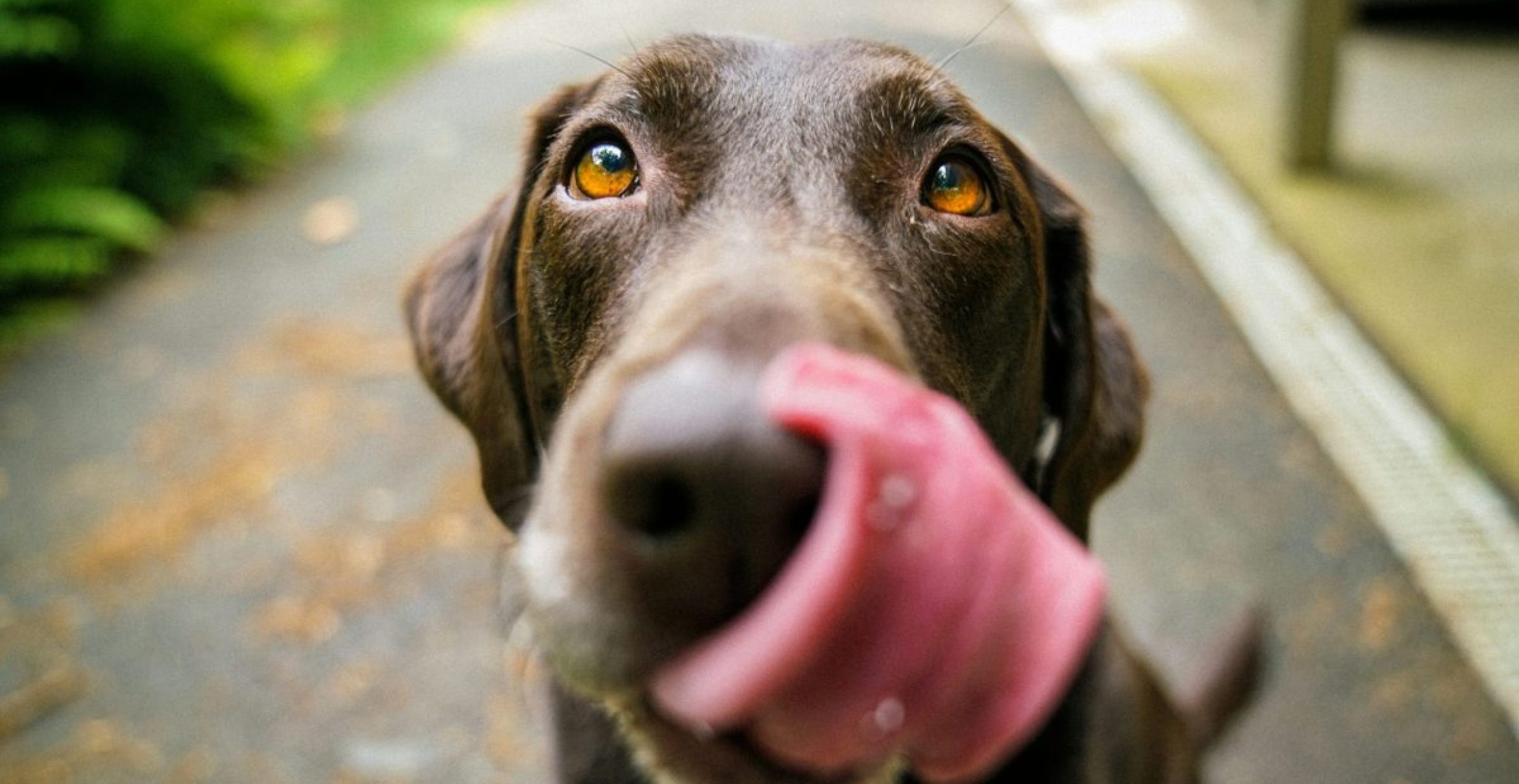 Bürohunde werden als Benefit im Job immer beliebter 