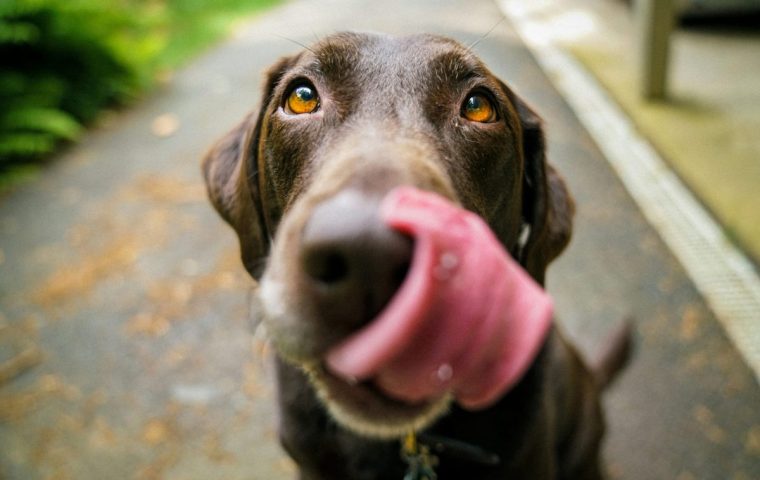 Bürohunde werden als Benefit im Job immer beliebter 