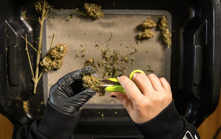 Der Do-it-yourself-Cannabis-Anbau boomt